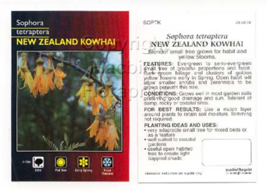Picture of SOPHORA TETRAPTERA KOWHAI                                                                                                                             