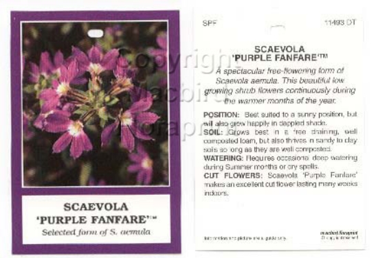 Picture of SCAEVOLA PURPLE FANFARE                                                                                                                               
