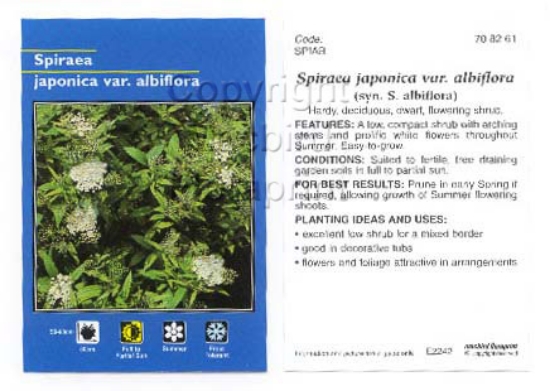 Picture of SPIRAEA ALBIFLORA                                                                                                                                     