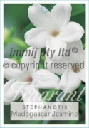 Picture of STEPHANOTIS FLORIBUNDA HAWAIIAN WEDDING FLOWER                                                                                                        
