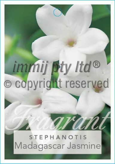 Picture of STEPHANOTIS FLORIBUNDA HAWAIIAN WEDDING FLOWER                                                                                                        
