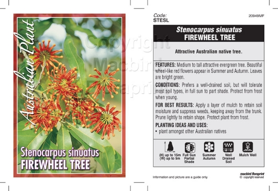 Picture of STENOCARPUS SINUATUS FIREWHEEL TREE                                                                                                                   