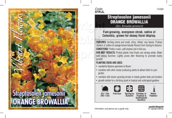 Picture of STREPTOSOLEN JAMESONII ORANGE BROWALLIA                                                                                                               
