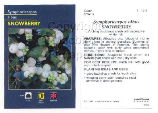 Picture of SYMPHORICARPOS ALBUS SNOWBERRY                                                                                                                        