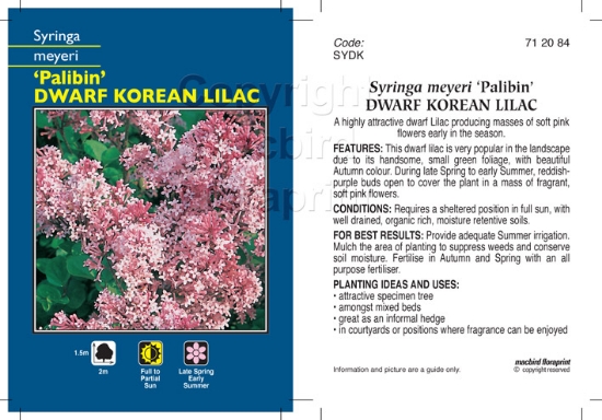 Picture of SYRINGA MEYERI PALIBIN DWARF KOREAN LILAC                                                                                                             