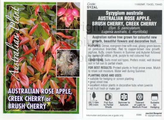 Picture of SYZYGIUM AUSTRALE BRUSH CHERRY                                                                                                                        
