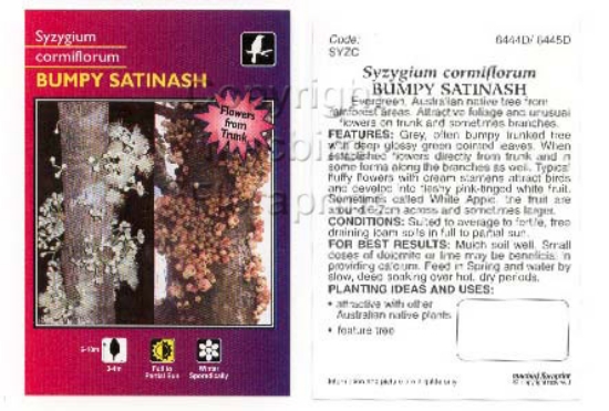Picture of SYZYGIUM CORMIFLORUM BUMPY SATINASH                                                                                                                   