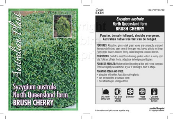 Picture of SYZYGIUM AUSTRALE NTH QLD F BRUSH CHERRY                                                                                                              