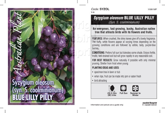 Picture of SYZYGIUM OLEOSUM BLUE LILLY PILLY                                                                                                                     