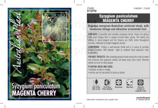 Picture of SYZYGIUM PANICULATUM MAGENTA CHERRY                                                                                                                   