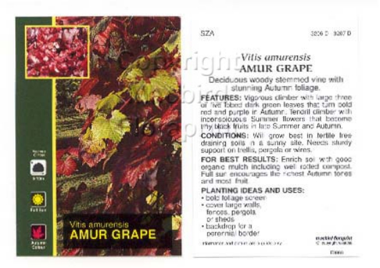 Picture of VITIS AMURENSIS AMUR GRAPE                                                                                                                            