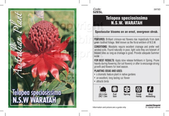 Picture of TELOPEA SPECIOSISSIMA NSW WARATAH                                                                                                                     
