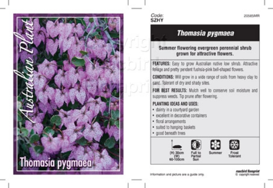 Picture of THOMASIA PYGMAEA                                                                                                                                      