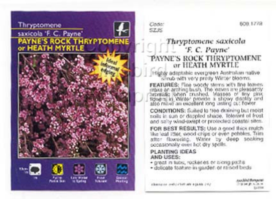 Picture of THRYPTOMENE SAXICOLA F C PAYNE                                                                                                                        