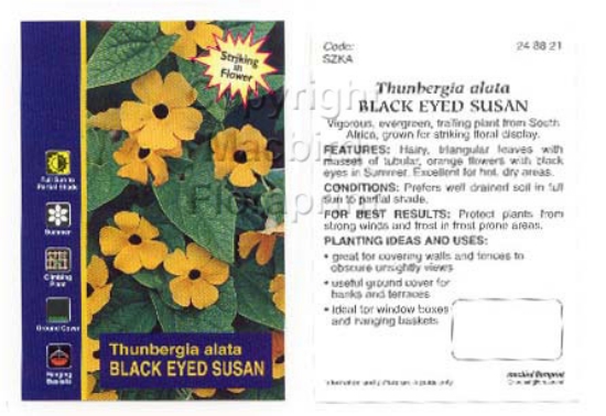 Picture of THUNBERGIA ALATA BLACK EYED SUSAN                                                                                                                     