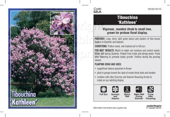 Picture of TIBOUCHINA KATHLEEN                                                                                                                                   