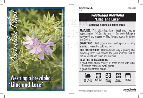 Picture of WESTRINGIA BREVIFOLIA LILAC AND LACE                                                                                                                  