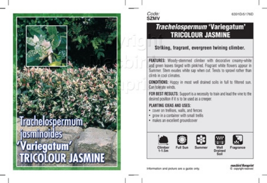Picture of TRACHELOSPERMUM JASMINOIDES VAR TRICOLOUR                                                                                                             