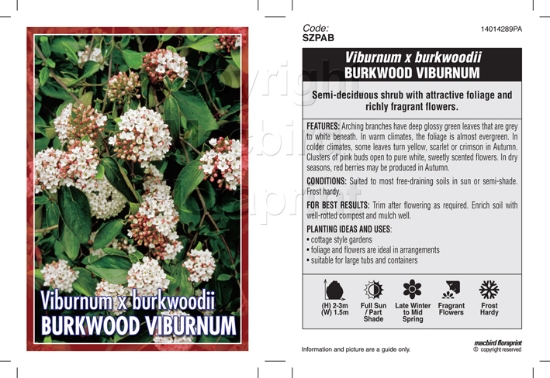Picture of VIBURNUM BURKWOODII BURKWOOD VIBURNUM                                                                                                                 