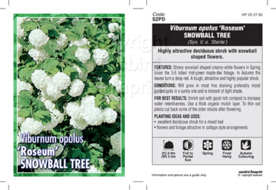 Picture of VIBURNUM OPULUS ROSEUM SNOWBALL TREE                                                                                                                  