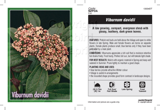 Picture of VIBURNUM DAVIDII                                                                                                                                      