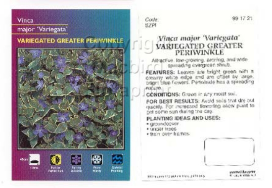 Picture of VINCA MAJOR VARIEGATED GREATER PERIWINKLE                                                                                                             