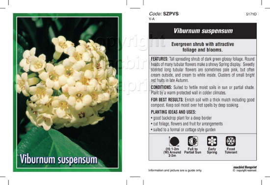 Picture of VIBURNUM SUSPENSUM                                                                                                                                    