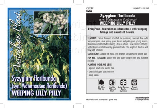 Picture of SYZYGIUM FLORIBUNDA WEEPING LILLY PILLY                                                                                                               