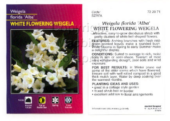 Picture of WEIGELA FLORIDA ALBA                                                                                                                                  