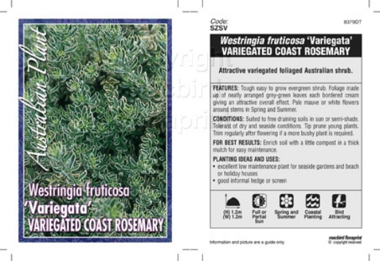 Picture of WESTRINGIA FRUTICOSA VARIEGATA                                                                                                                        