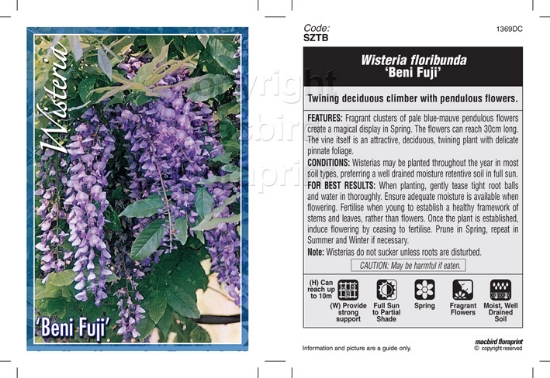 Picture of WISTERIA BENI FUJI                                                                                                                                    
