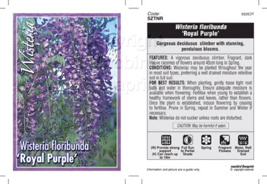 Picture of WISTERIA FLORIBUNDA ROYAL PURPLE                                                                                                                      