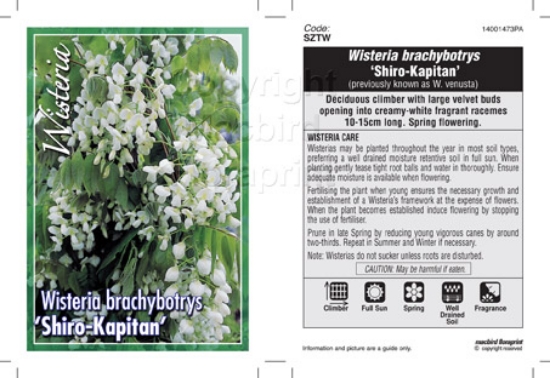 Picture of WISTERIA BRACHYBOTRYS SHIRO KAPITAN                                                                                                                   