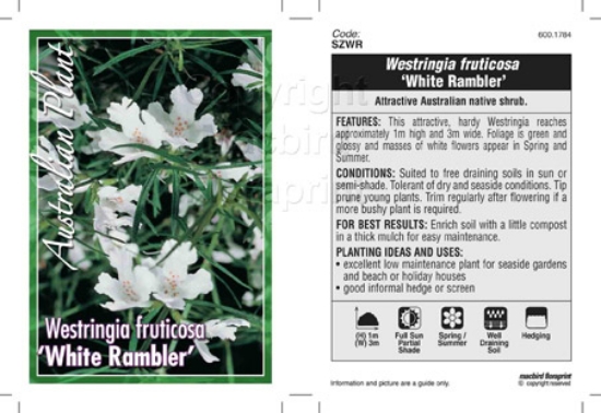 Picture of WESTRINGIA FRUTICOSA WHITE RAMBLER                                                                                                                    