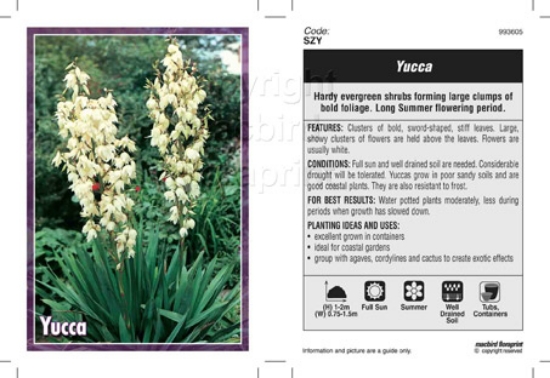 Picture of YUCCA                                                                                                                                                 