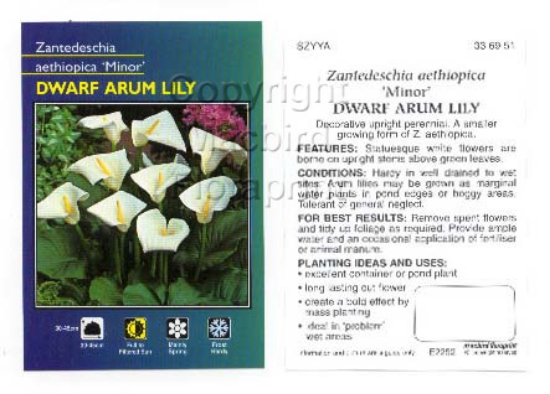 Picture of ZANTEDESCHIA AETHIOPICA MINOR DWARF ARUM LILY                                                                                                         
