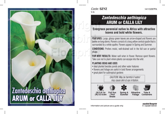 Picture of ZANTEDESCHIA AETHIOPICA ARUM OR CALLA LILY                                                                                                            