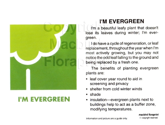 Picture of I&#39;M EVERGREEN                                                                                                                                     