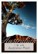 Picture of I&#39;M AN AUSTRALIAN PLANT                                                                                                                           