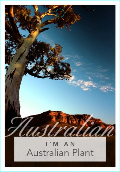 Picture of I&#39;M AN AUSTRALIAN PLANT                                                                                                                           