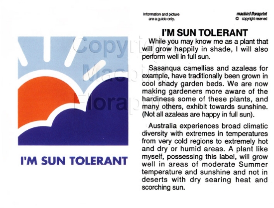 Picture of I&#39;M SUN TOLERANT                                                                                                                                  