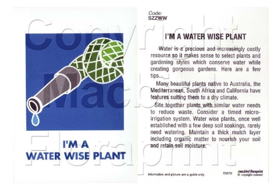 Picture of I&#39;M A WATER WISE PLANT                                                                                                                            