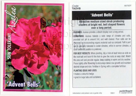 Picture of AZALEA ADVENT BELLS                                                                                                                                   