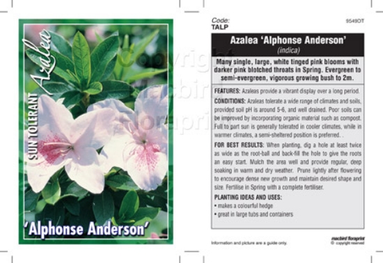 Picture of AZALEA ALPHONSE ANDERSON                                                                                                                              