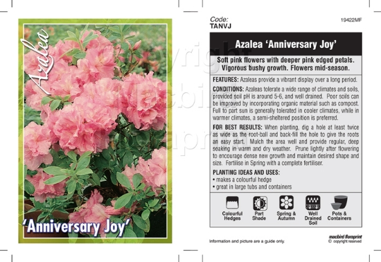 Picture of AZALEA ANNIVERSARY JOY                                                                                                                                
