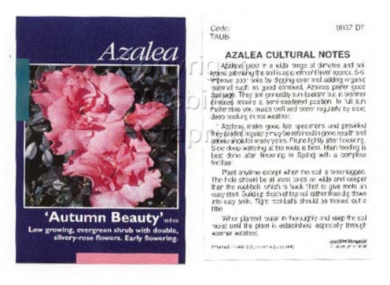 Picture of AZALEA AUTUMN BEAUTY                                                                                                                                  