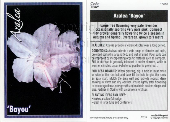 Picture of AZALEA BAYOU                                                                                                                                          