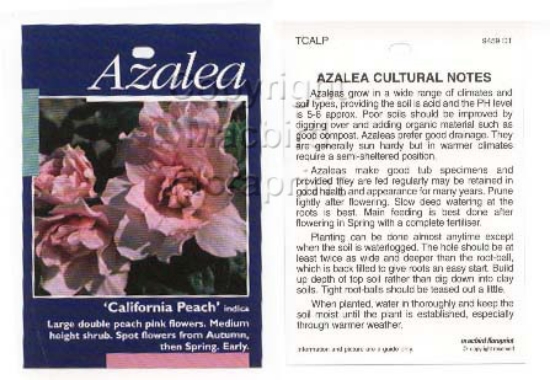 Picture of AZALEA CALIFORNIA PEACH                                                                                                                               