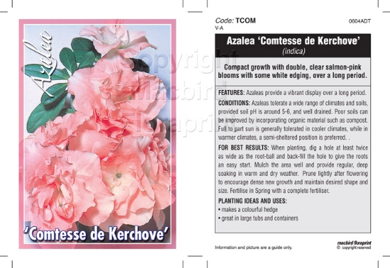 Picture of AZALEA COMTESSE DE KERCHOVE                                                                                                                           
