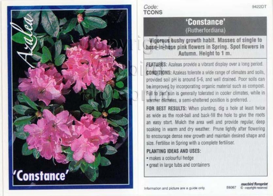 Picture of AZALEA CONSTANCE                                                                                                                                      